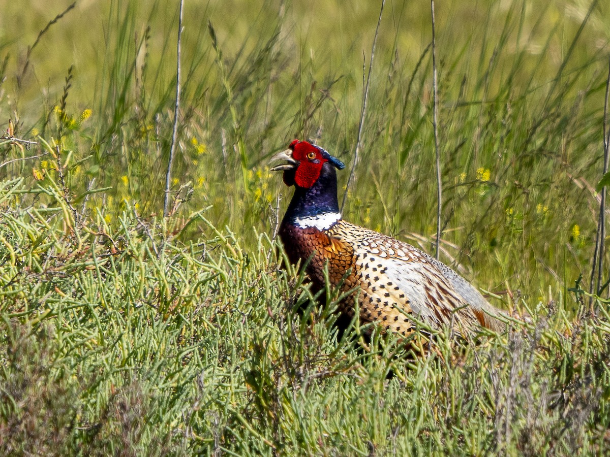 Ring-necked Pheasant - ML618687383