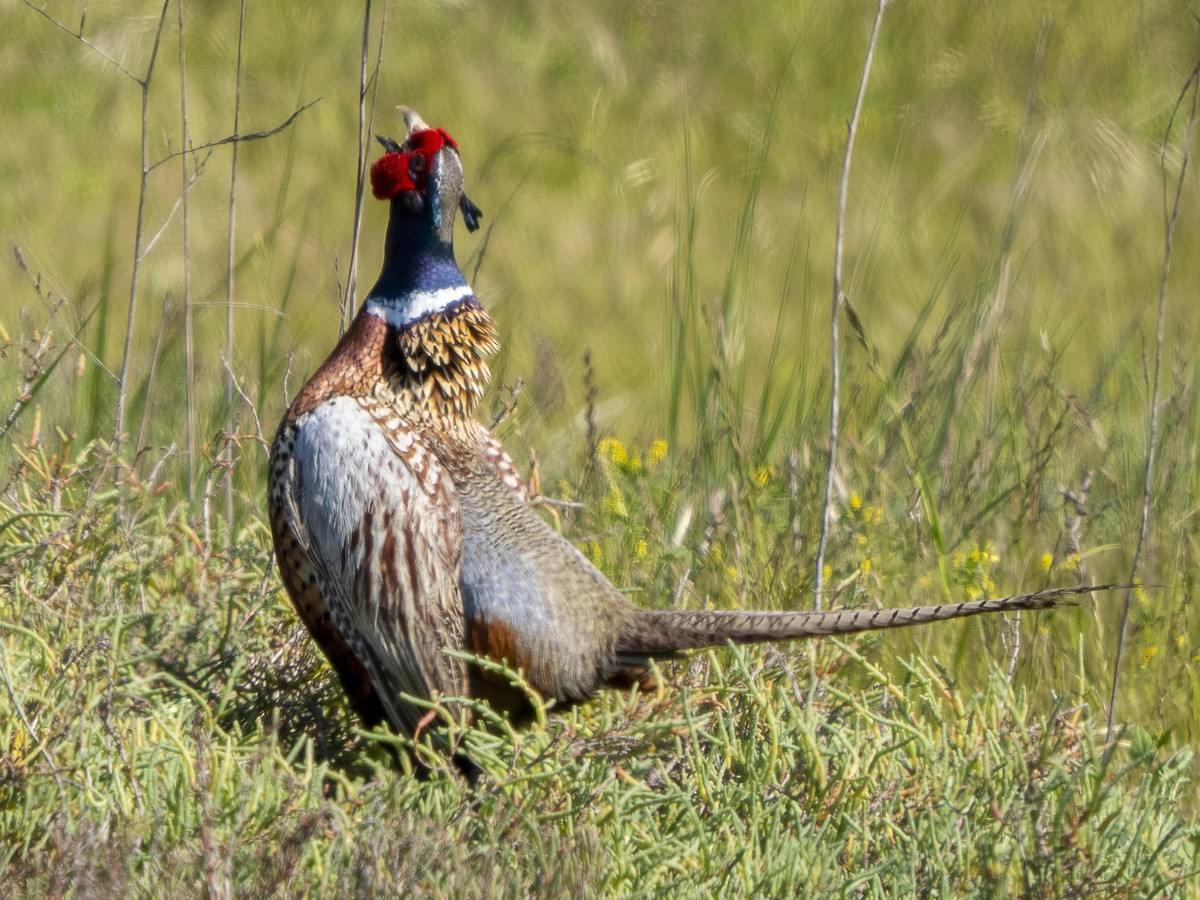 Ring-necked Pheasant - ML618687386