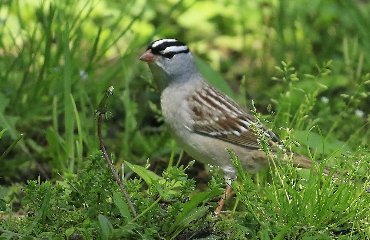 White-crowned Sparrow (leucophrys) - ML618687408