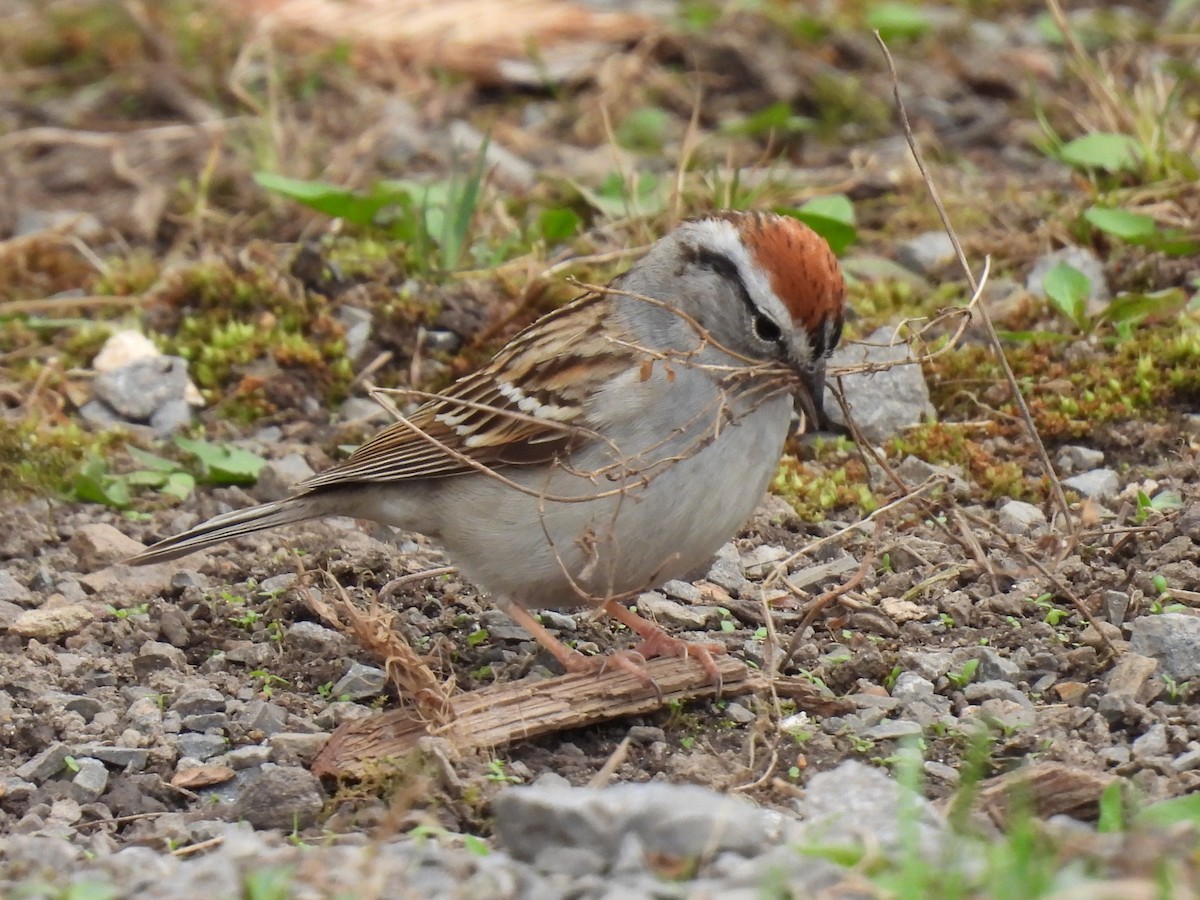 Chipping Sparrow - ML618687411
