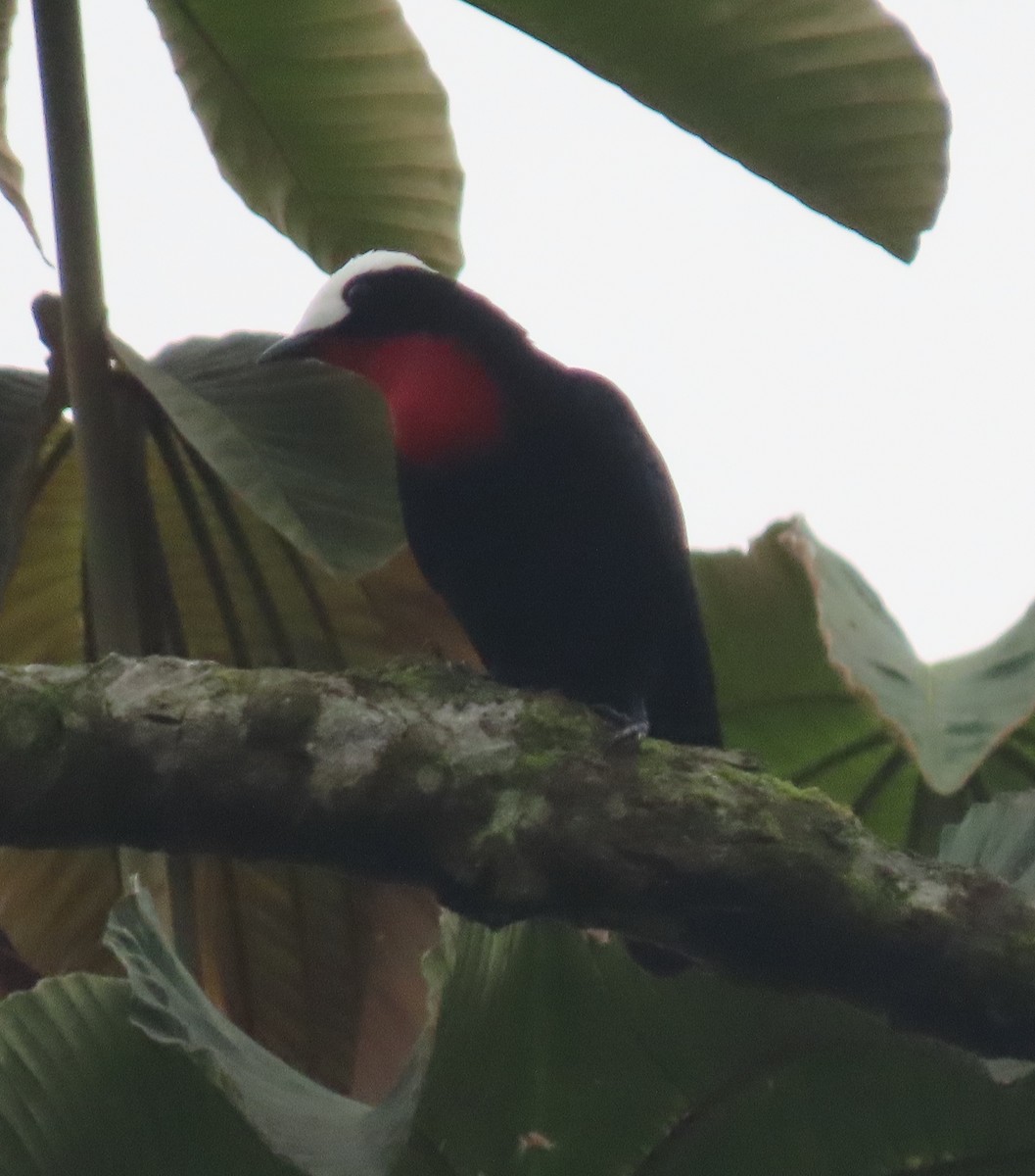 White-capped Tanager - ML618687424