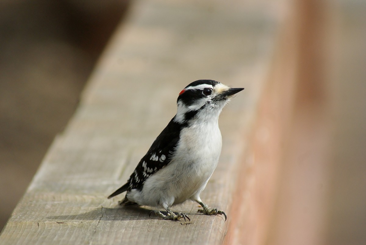 Downy Woodpecker - Claire et Robert Fortin