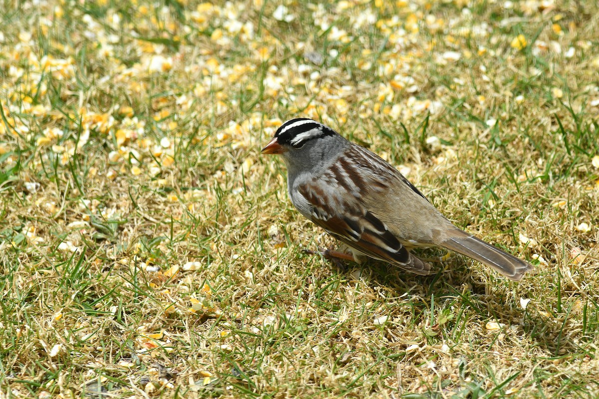 White-crowned Sparrow - Jean Guy Chouinard