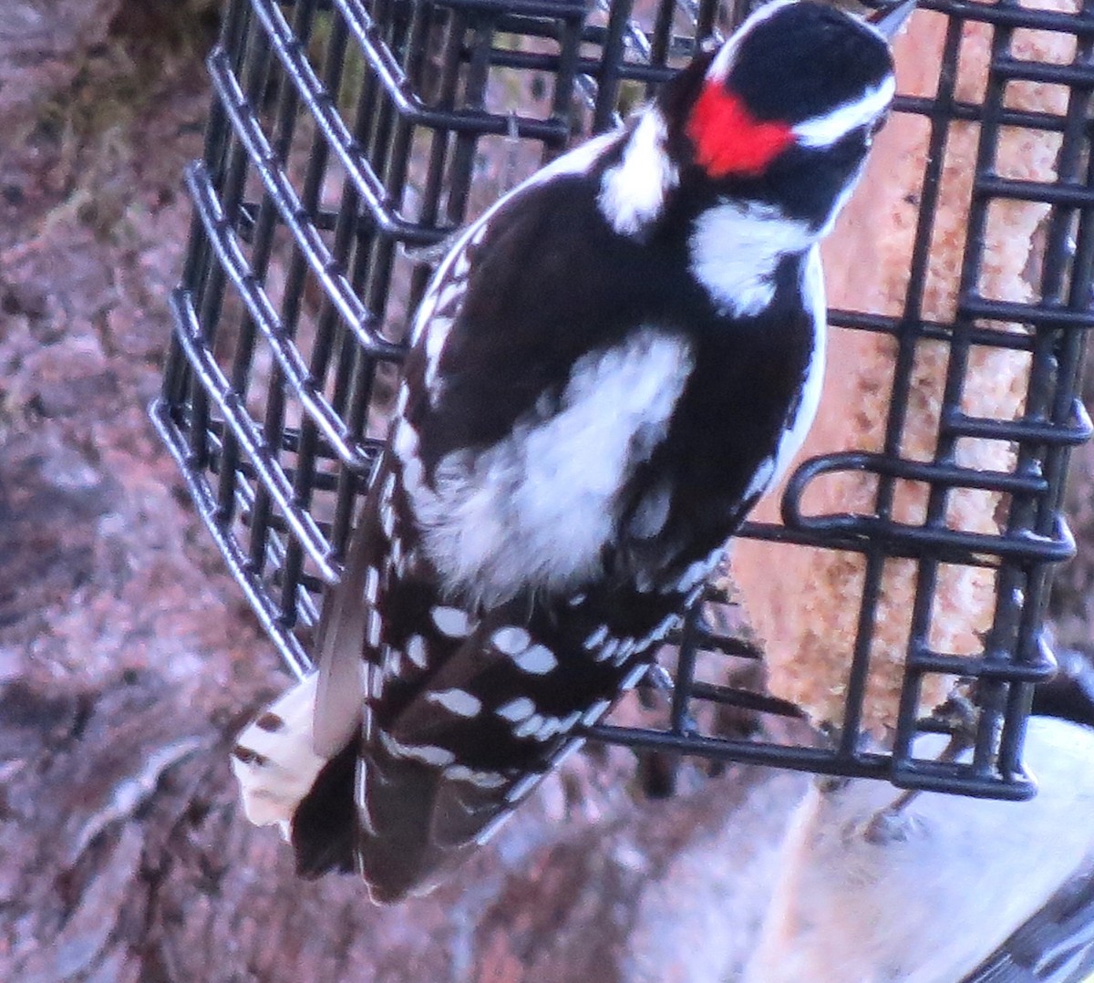 Downy Woodpecker - ML618687490