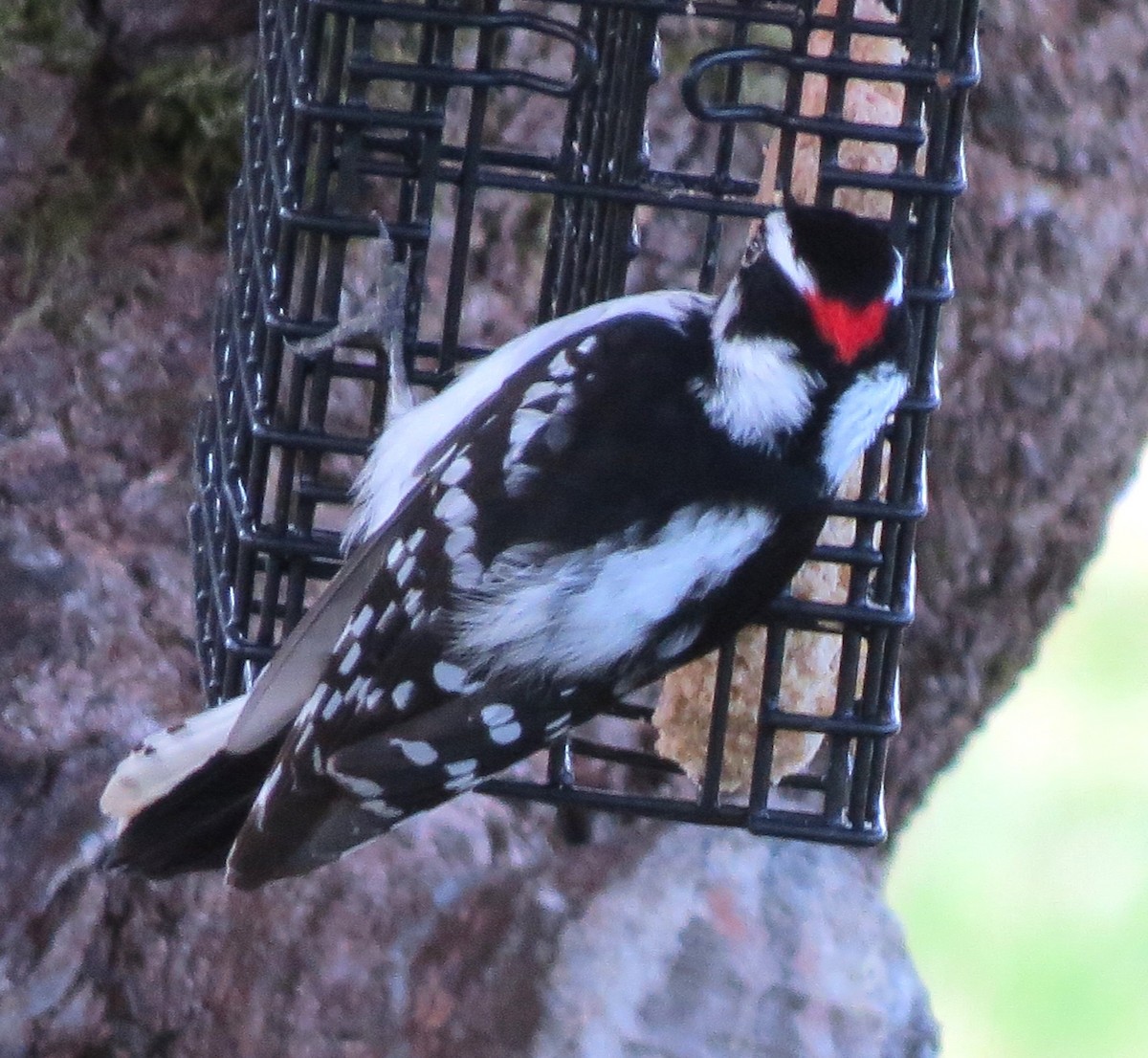 Downy Woodpecker - James Hirtle