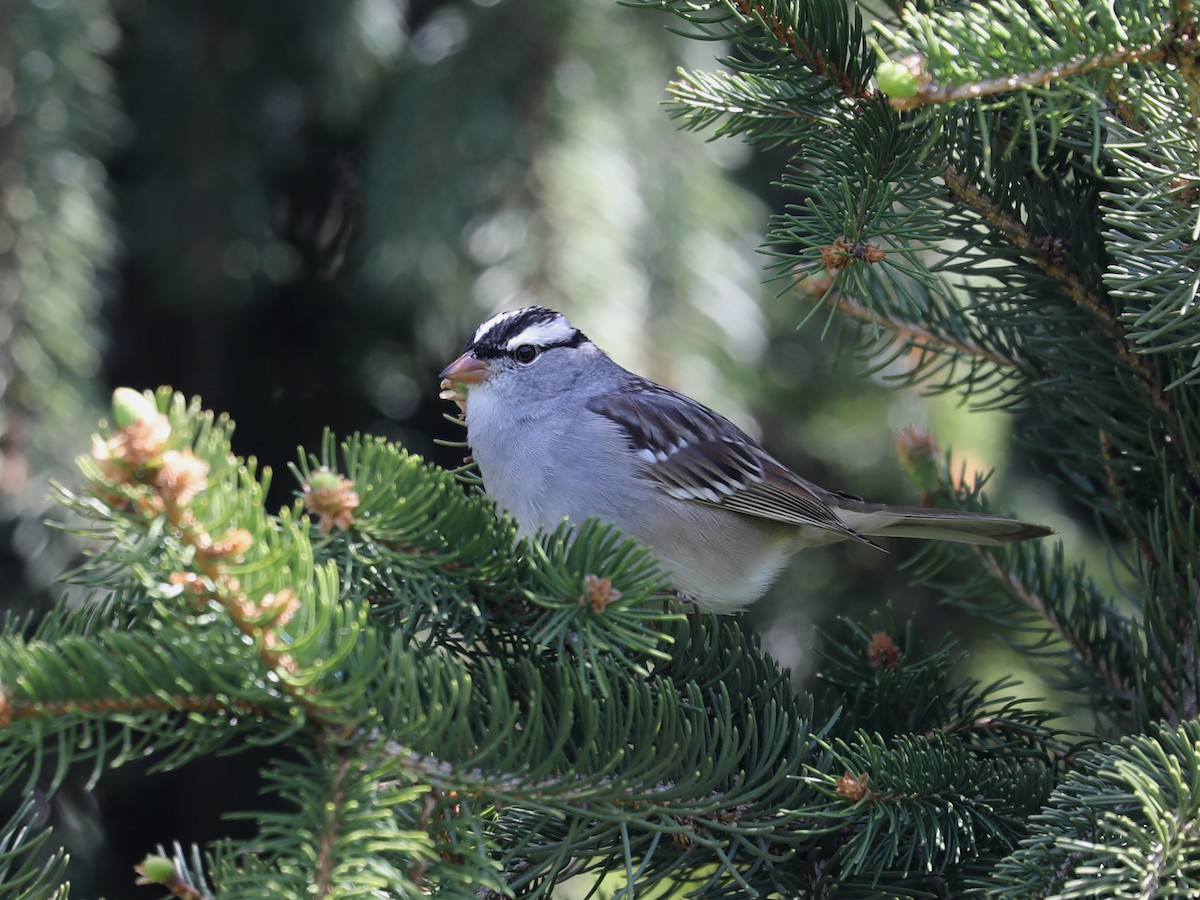 White-crowned Sparrow - Daniel Hinnebusch