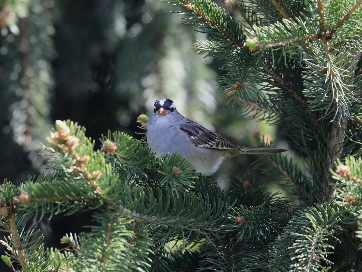 White-crowned Sparrow - Daniel Hinnebusch