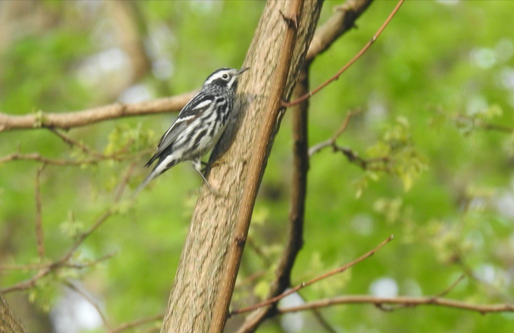 Black-and-white Warbler - ML618687538