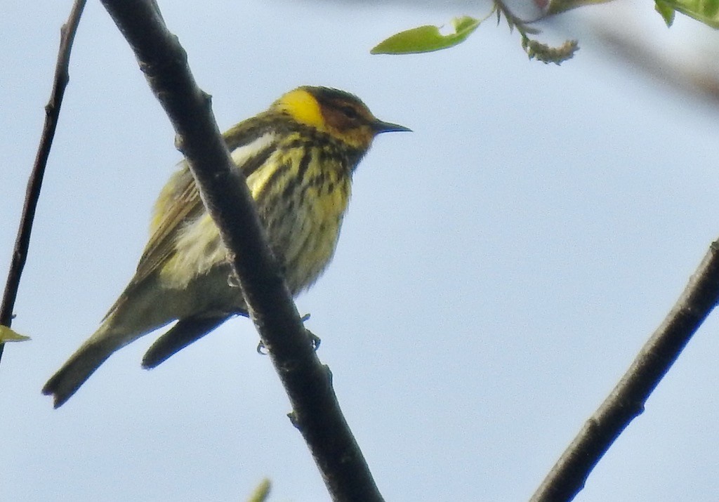 Cape May Warbler - ML618687545