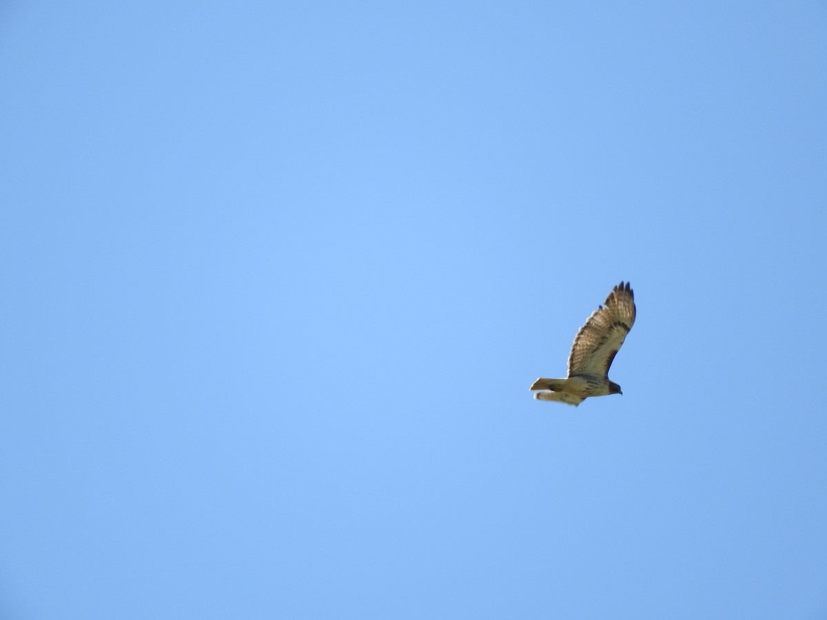 Red-tailed Hawk - ML618687597