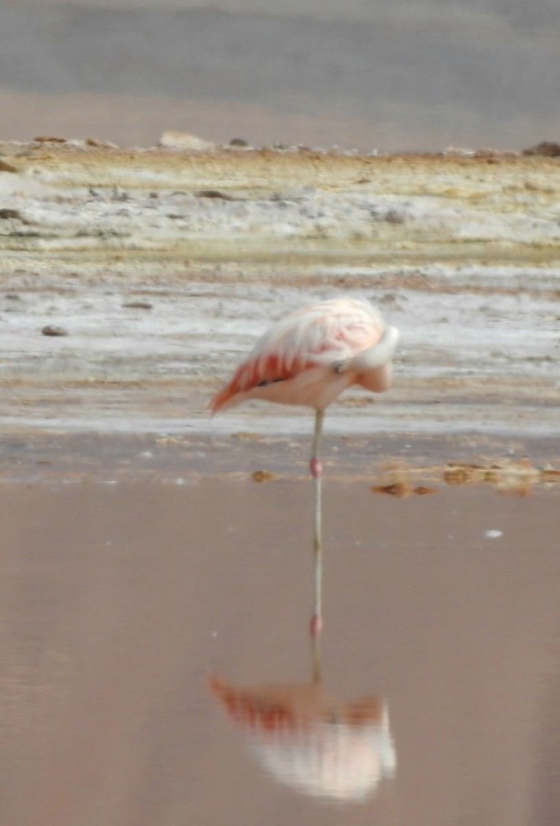 Chilean Flamingo - ML618687610