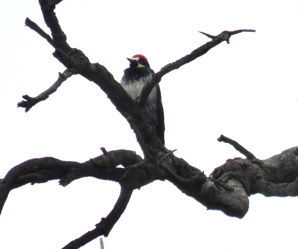 Acorn Woodpecker - ML618687614