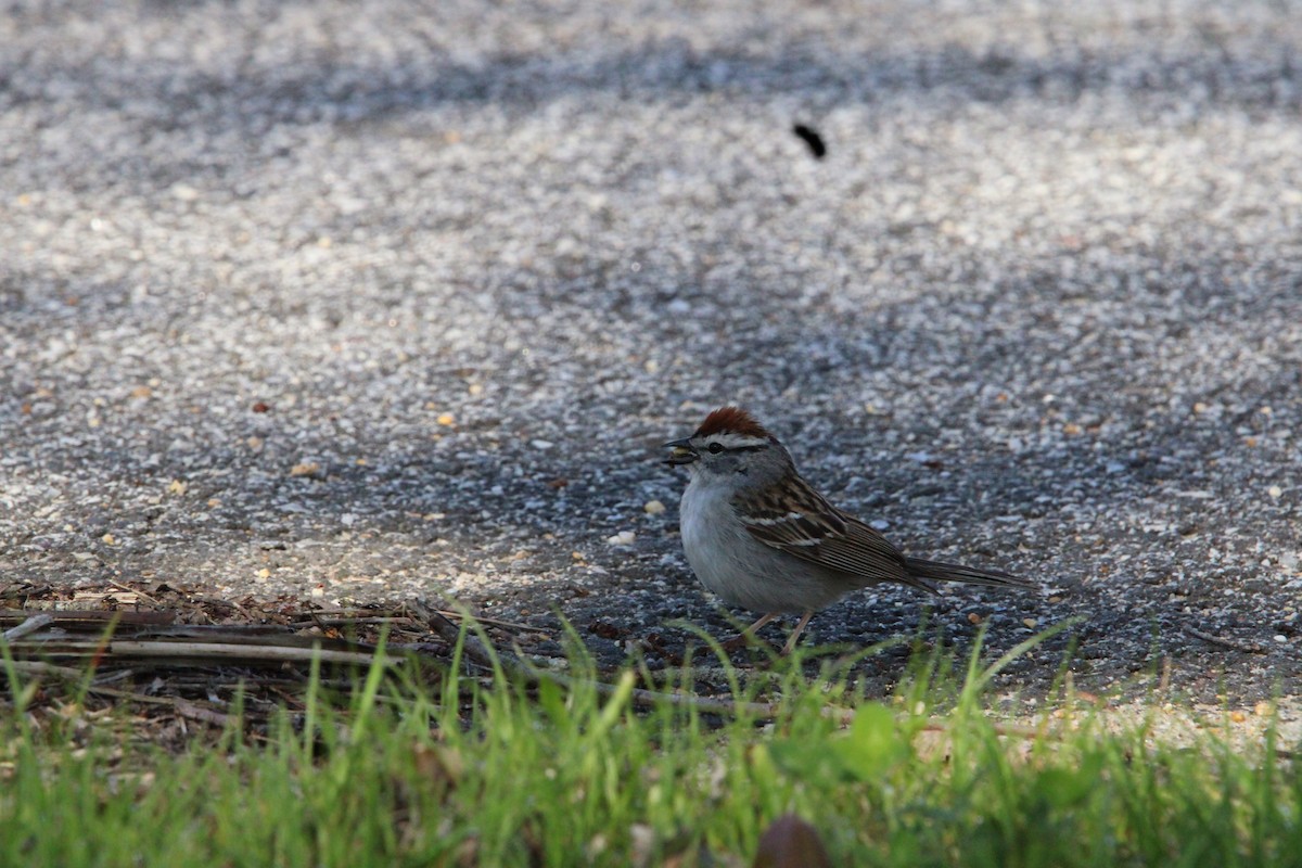 Chipping Sparrow - ML618687618