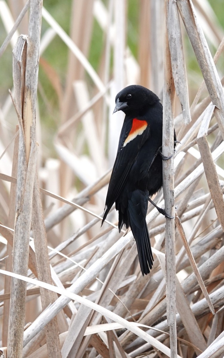 Red-winged Blackbird - ML618687619