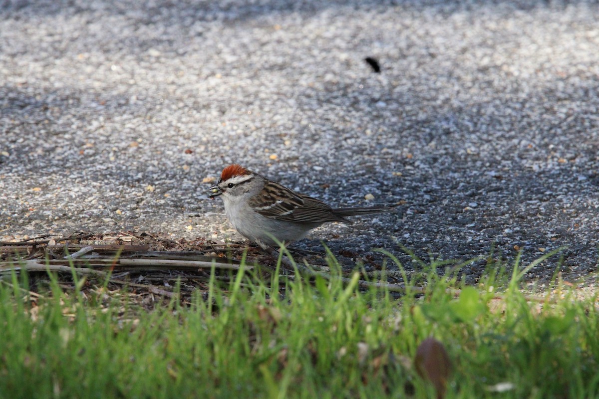 Chipping Sparrow - ML618687620