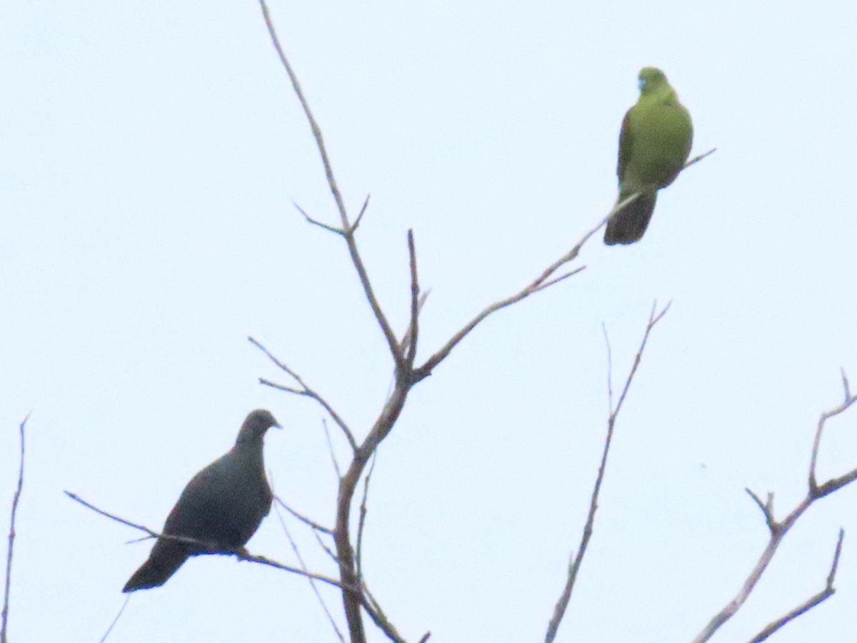 Тайваньский зелёный голубь (permagnus/medioximus) - ML618687621