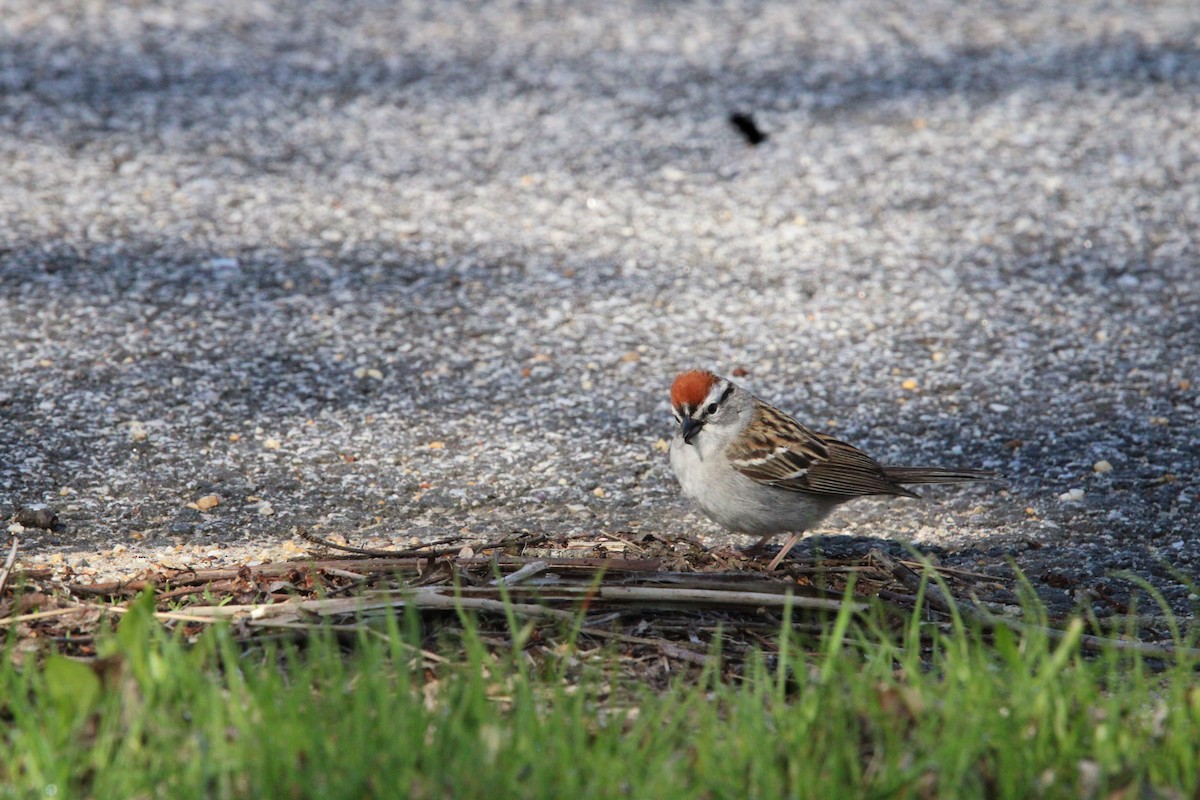 Chipping Sparrow - ML618687622