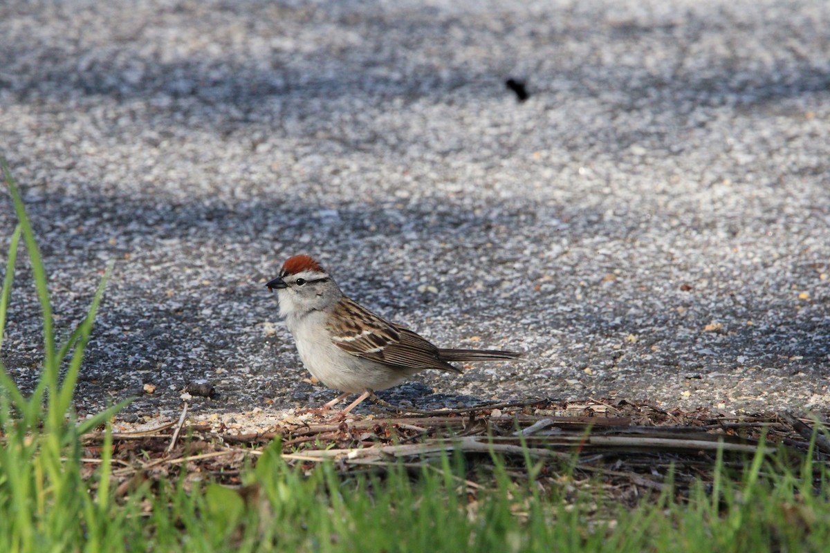 Chipping Sparrow - ML618687624