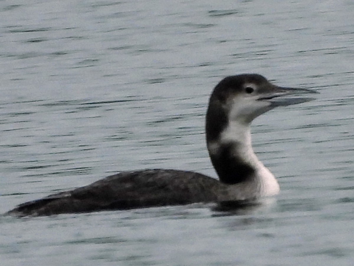 Common Loon - Lisa Lunny