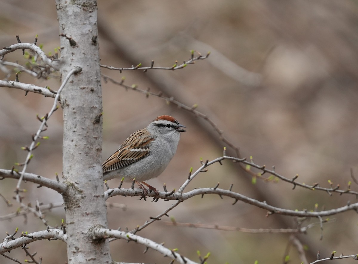 Chipping Sparrow - ML618687628