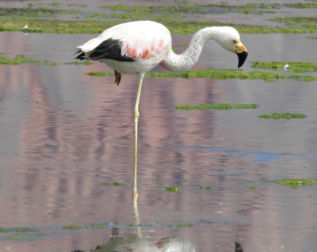 Andean Flamingo - ML618687631