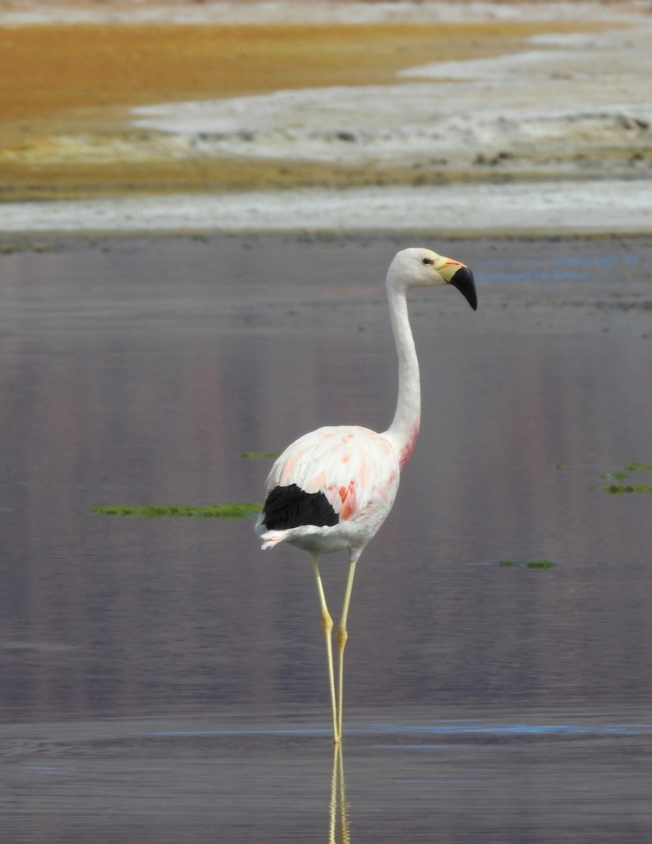 Andean Flamingo - Fernando Muñoz
