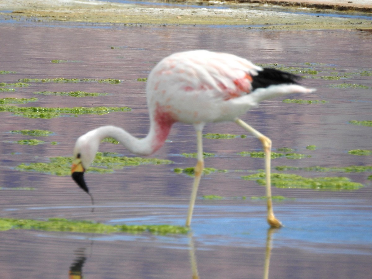 And Flamingosu - ML618687633