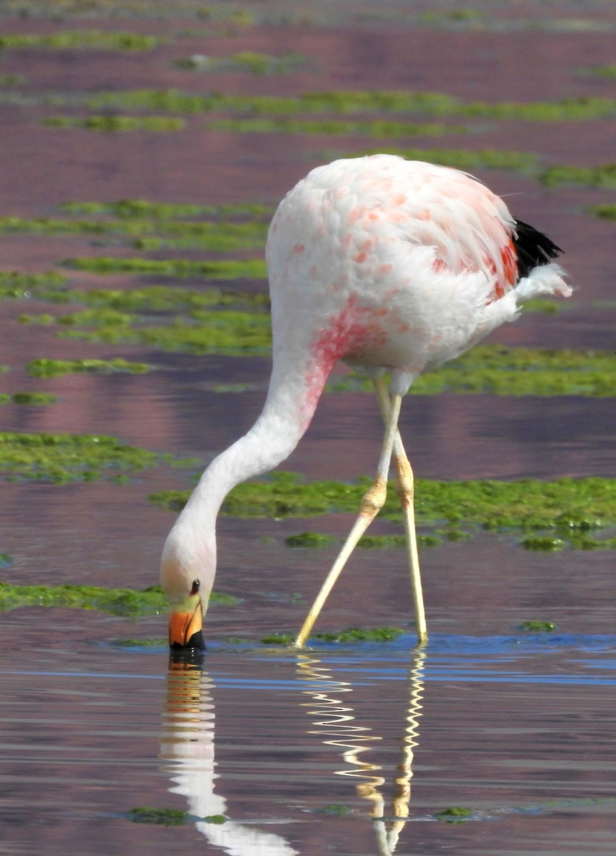 Andean Flamingo - ML618687634