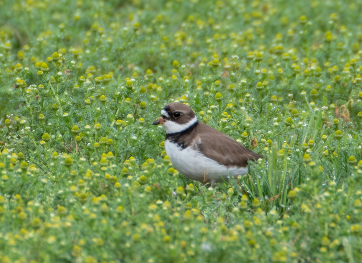 Semipalmated Plover - ML618687642