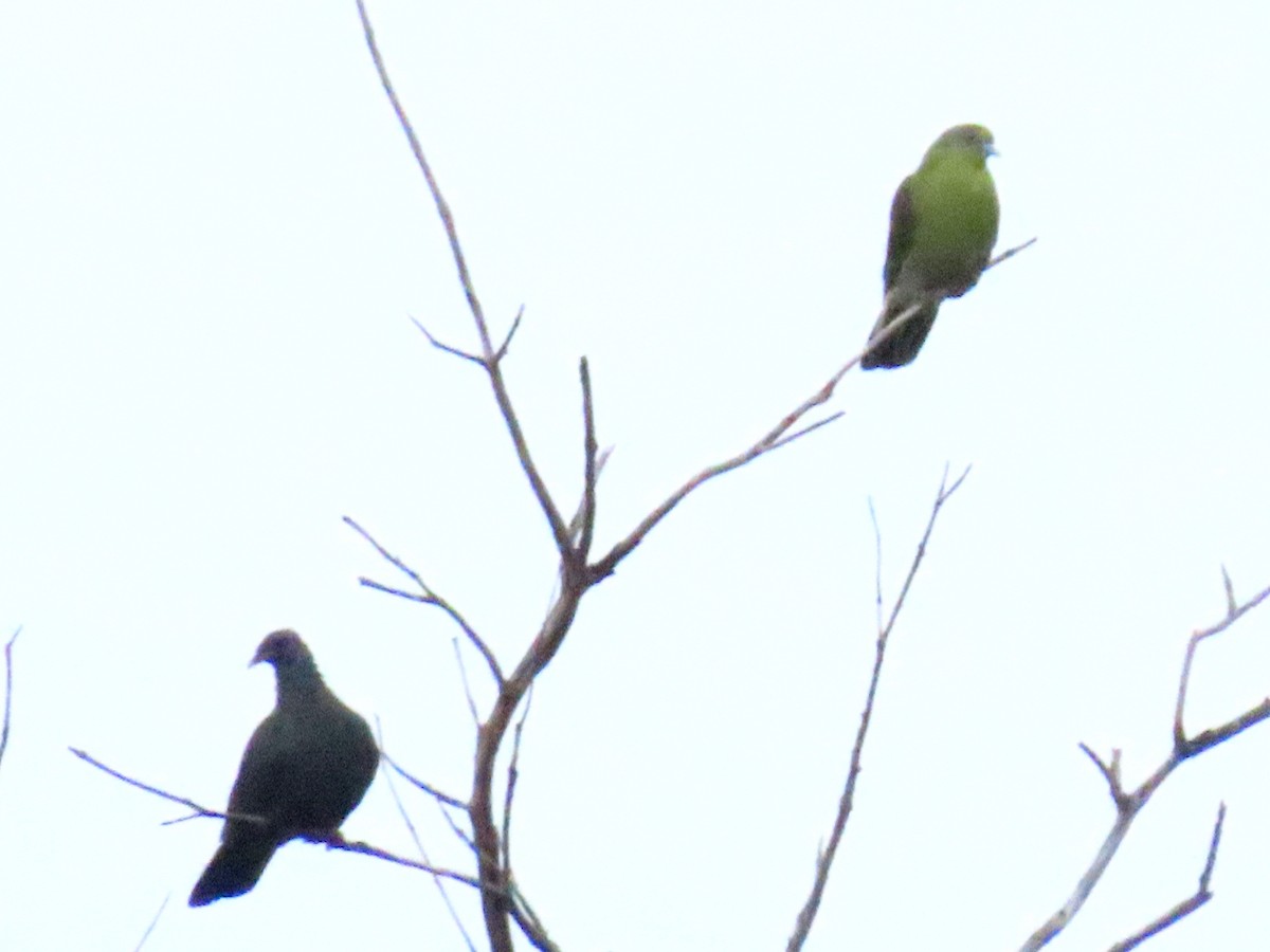 Whistling Green-Pigeon (Ryukyu) - Rita Souza