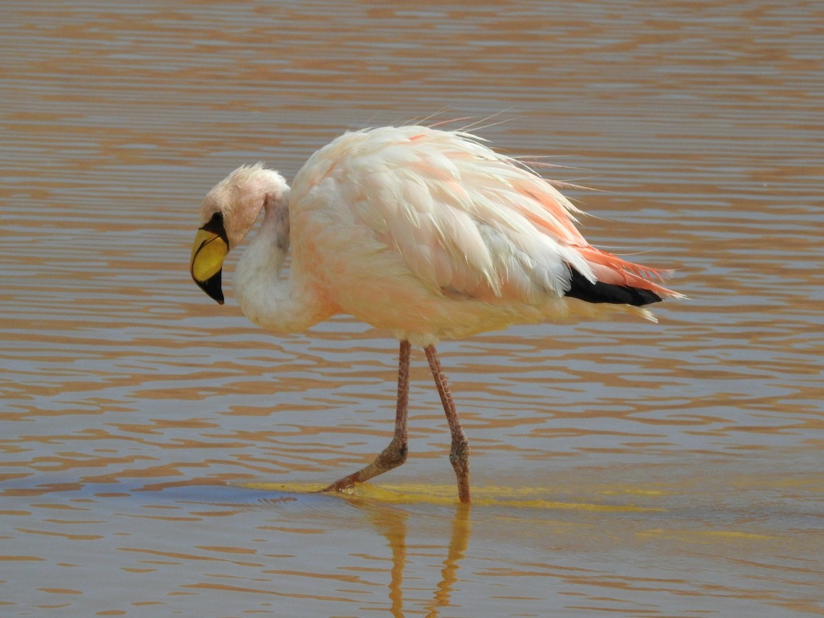 James's Flamingo - Fernando Muñoz
