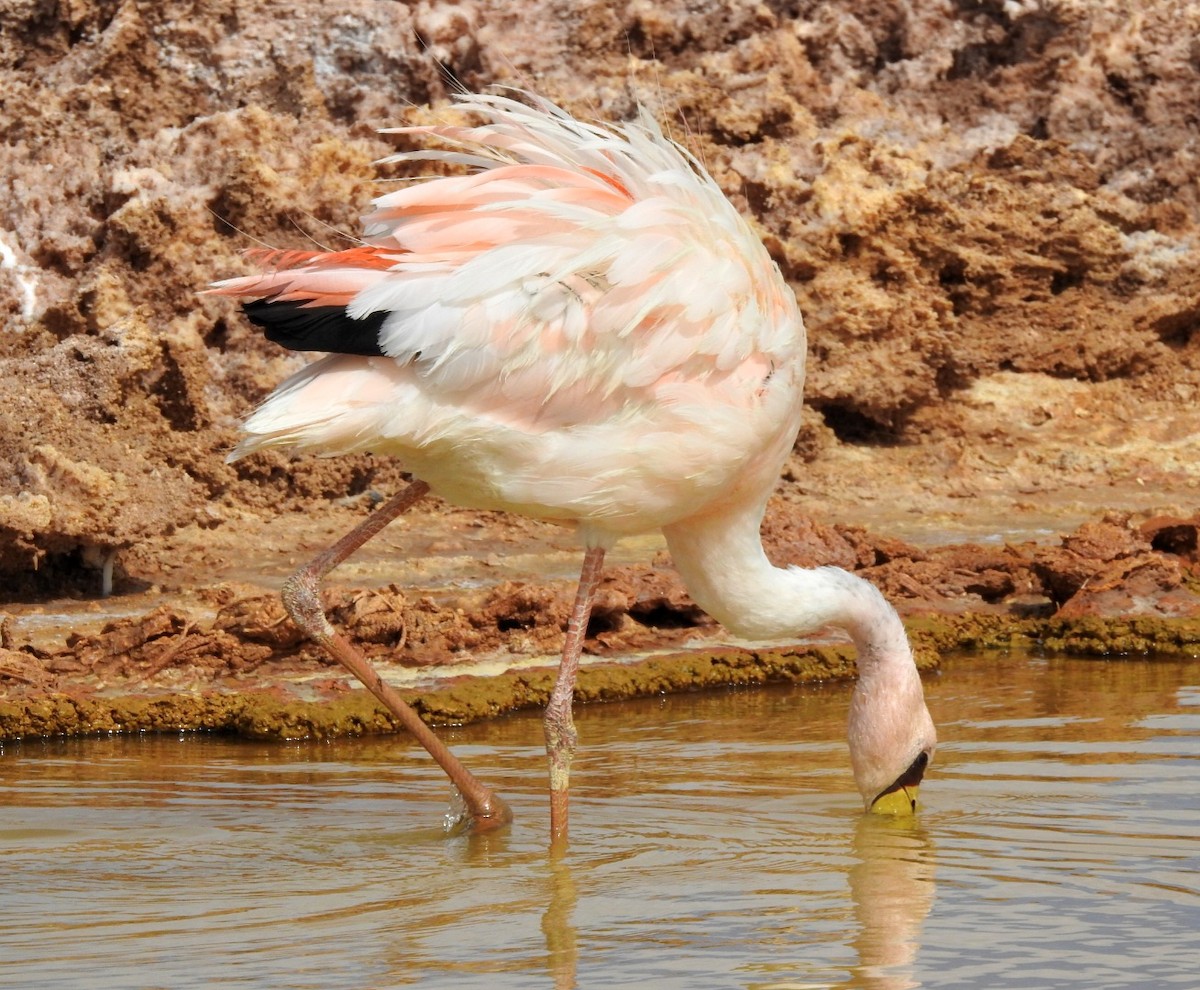 James's Flamingo - ML618687663