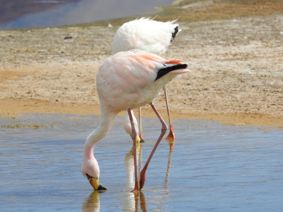 James's Flamingo - ML618687664