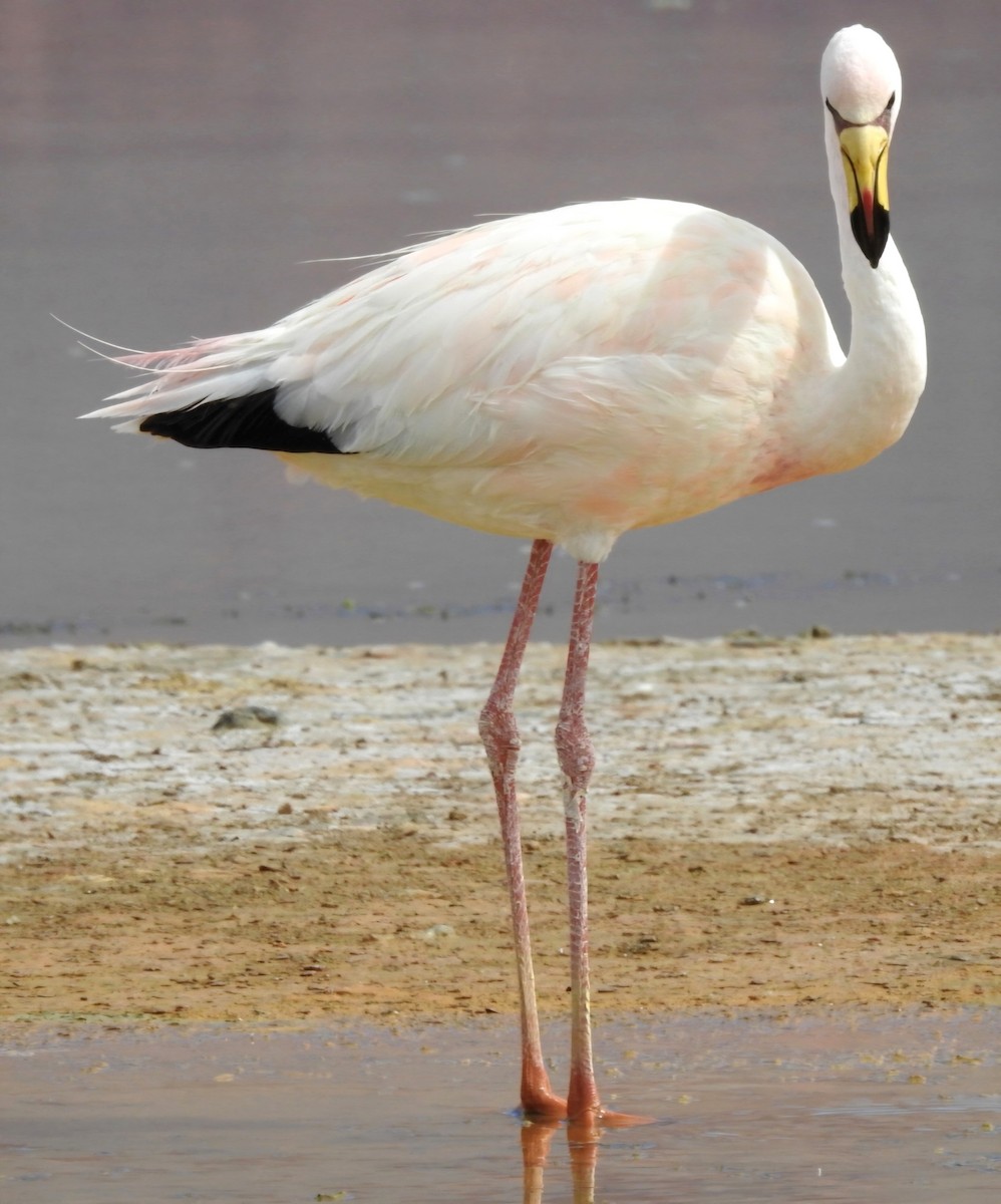 James's Flamingo - ML618687665