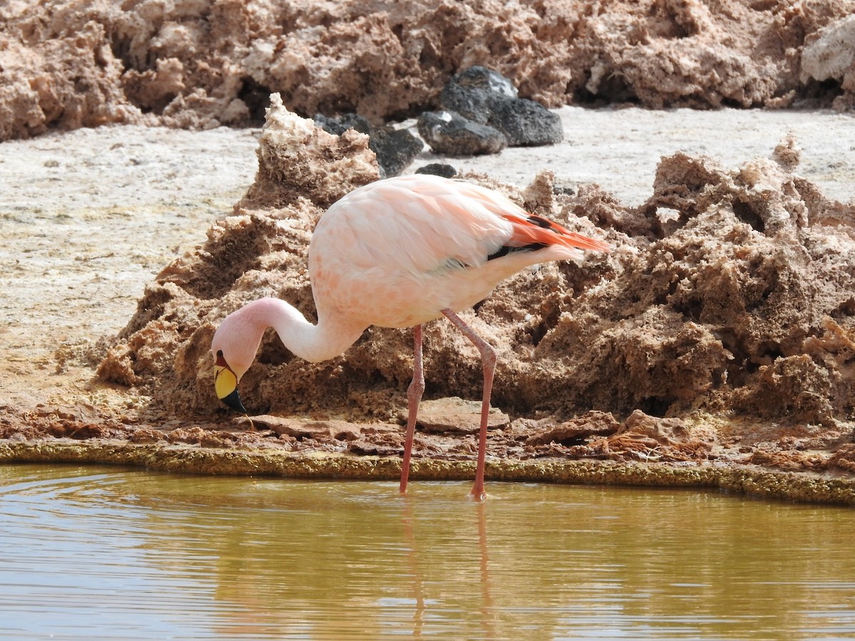 James's Flamingo - ML618687668