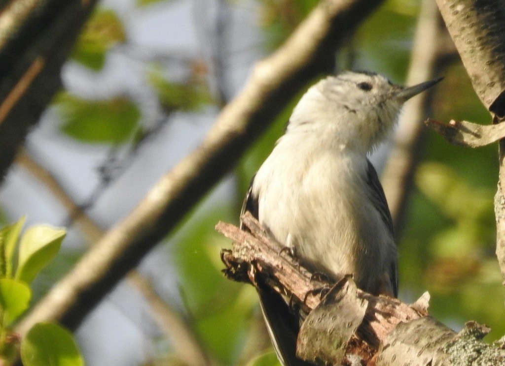 White-breasted Nuthatch - ML618687669