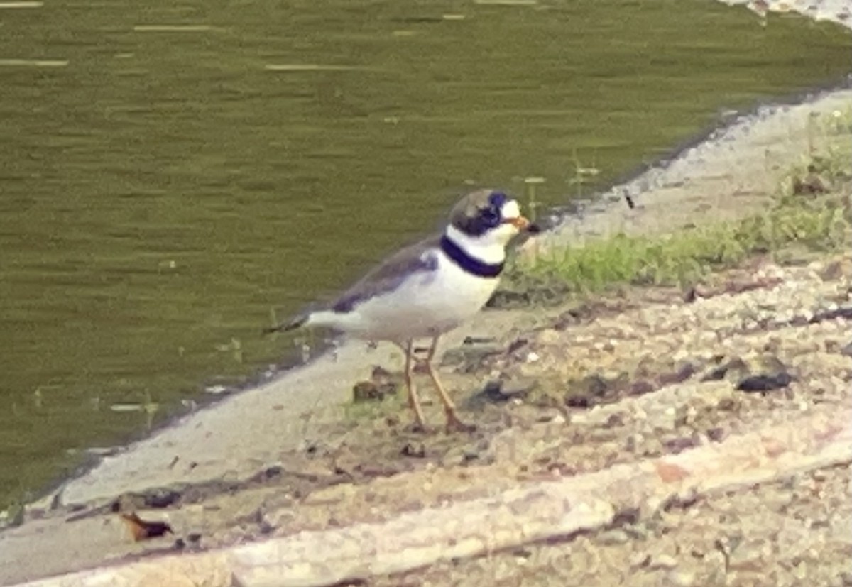 Semipalmated Plover - ML618687710