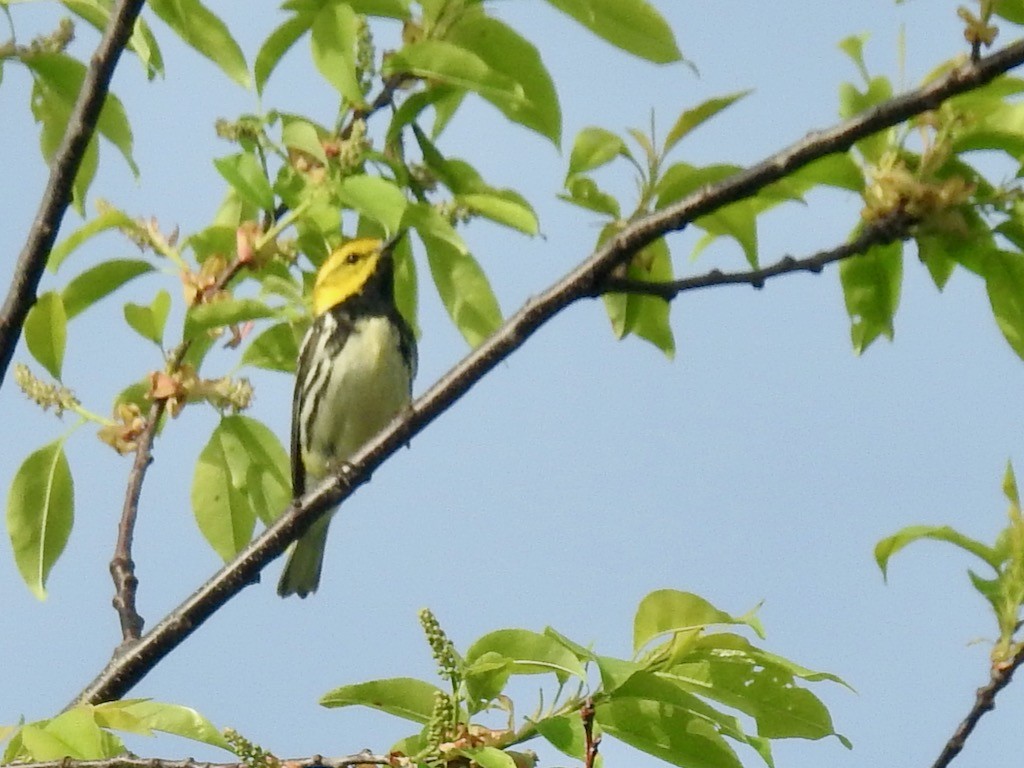 Black-throated Green Warbler - ML618687739