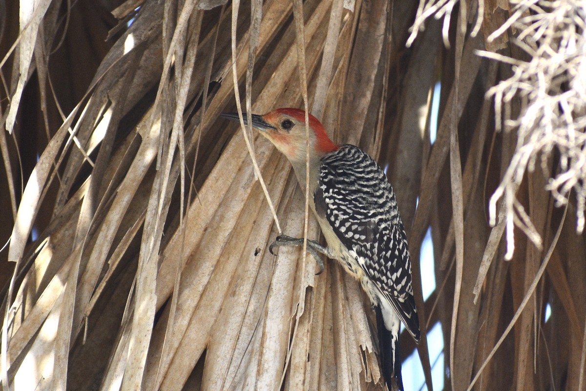 Red-bellied Woodpecker - ML618687747