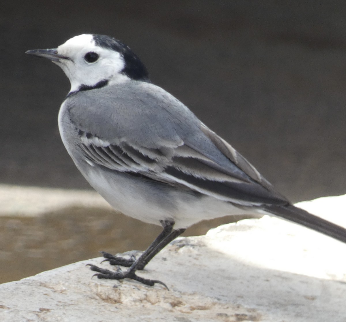 White Wagtail (White-faced) - ML618687772