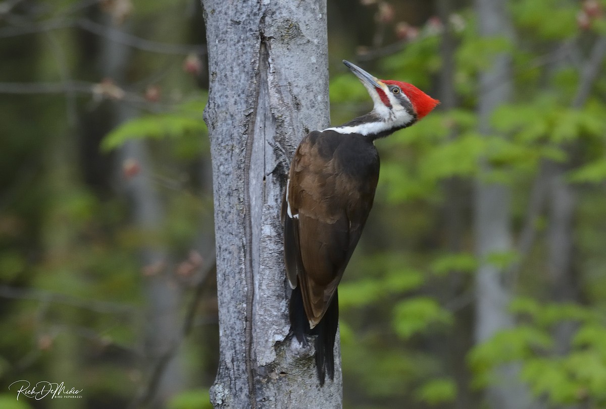 Pileated Woodpecker - Rich DeMidio