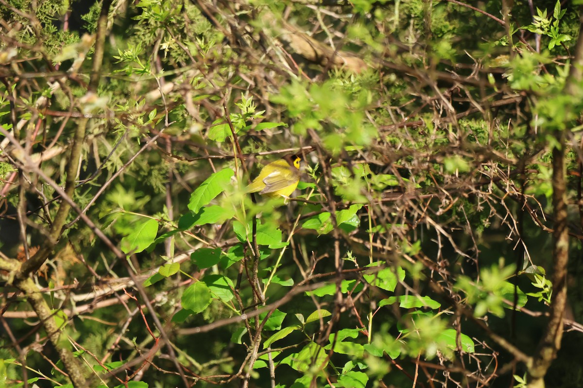 Hooded Warbler - ML618687822