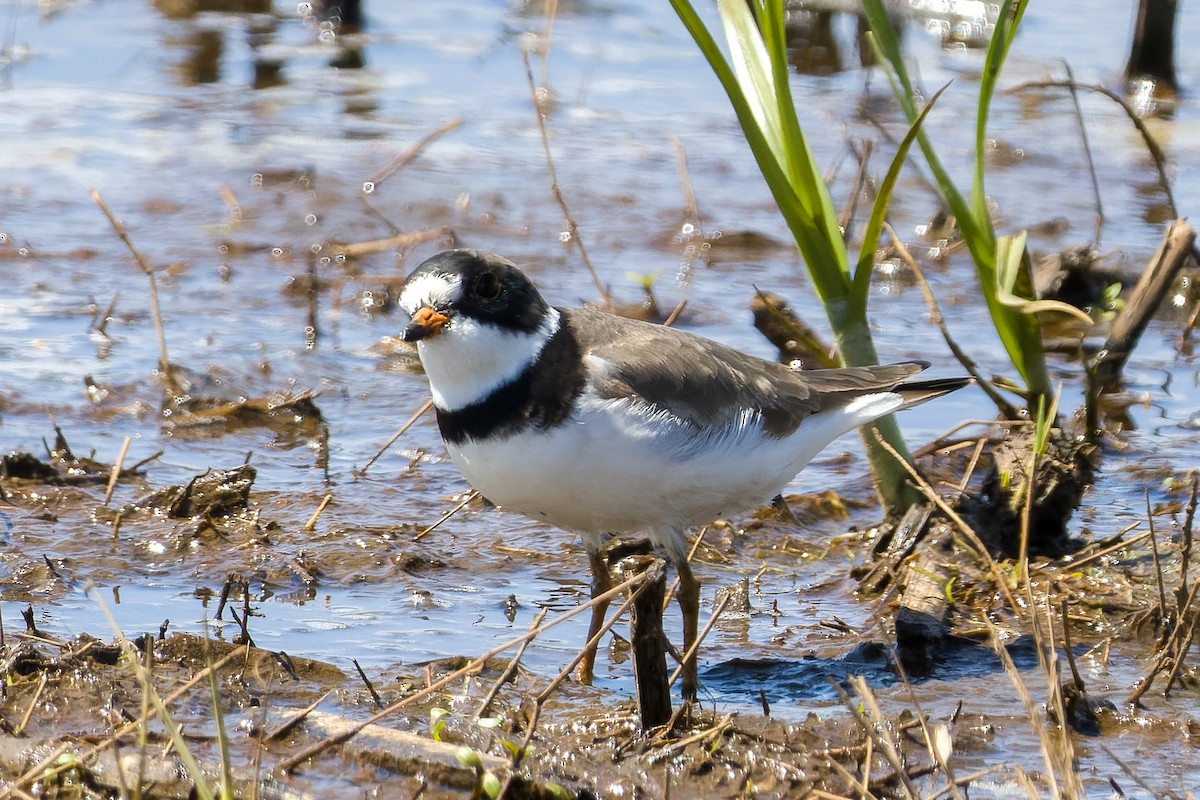 Semipalmated Plover - ML618687846