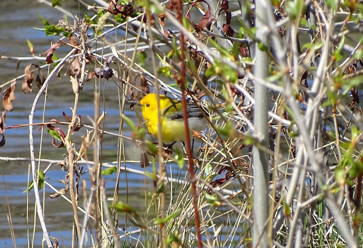 Prothonotary Warbler - ML618687852
