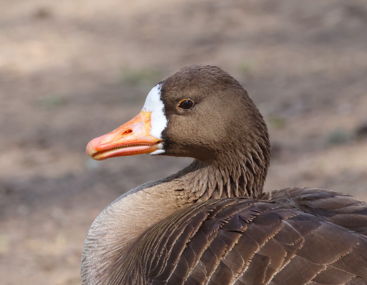 Greater White-fronted Goose - ML618687858