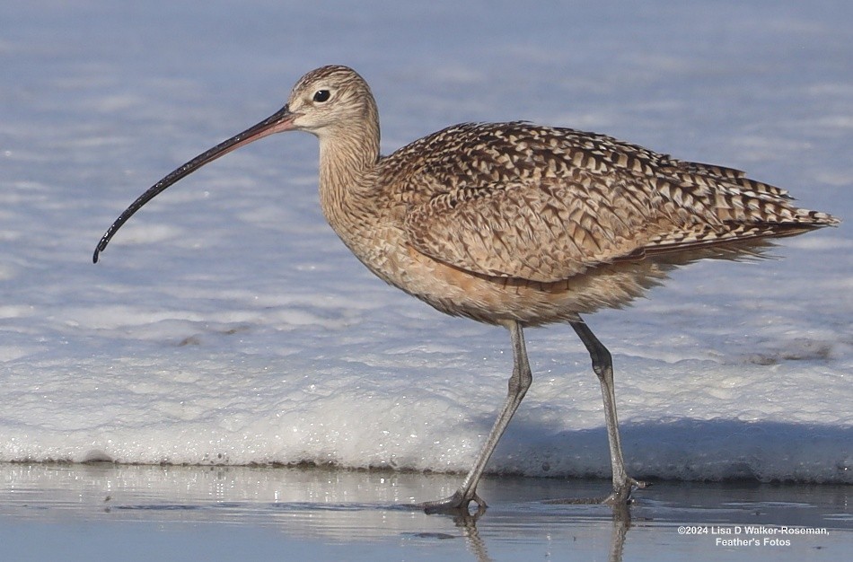 Long-billed Curlew - ML618687859