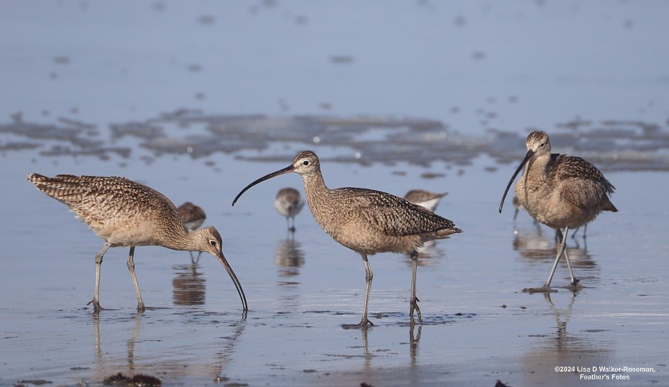 Long-billed Curlew - ML618687860