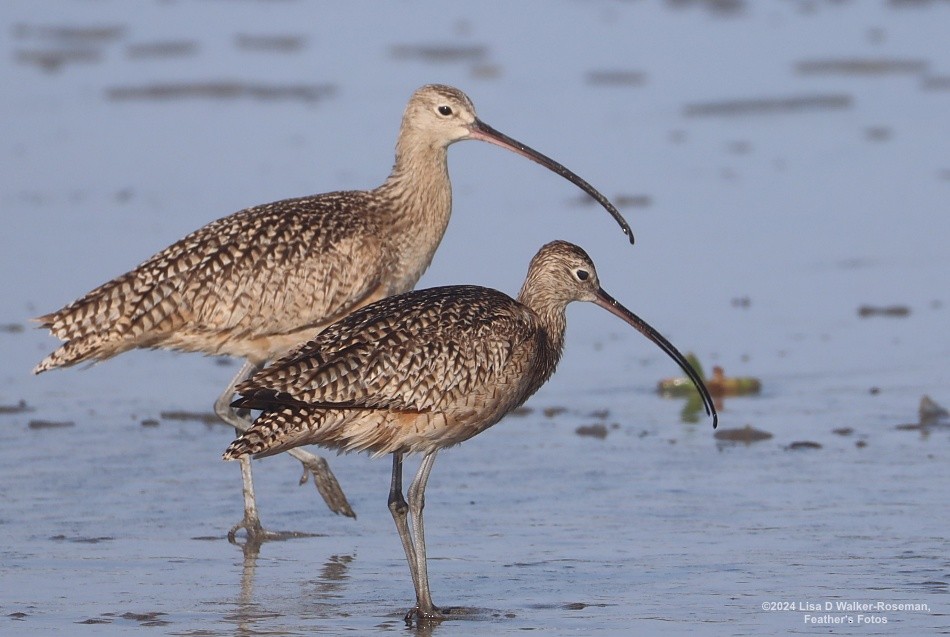 Long-billed Curlew - ML618687861