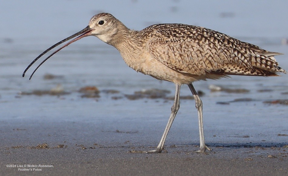 Long-billed Curlew - ML618687862