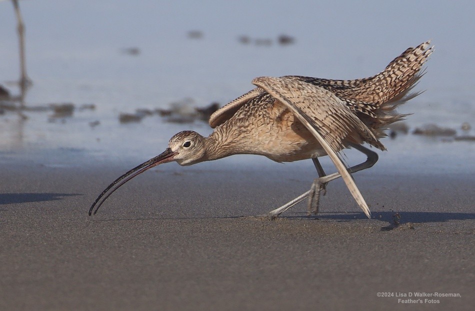 Long-billed Curlew - ML618687863